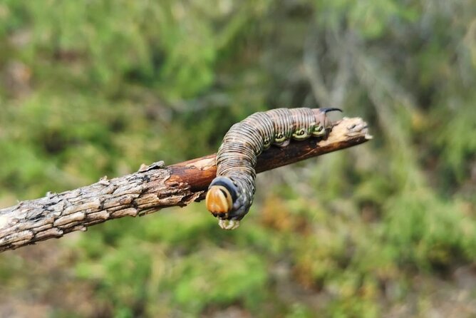 2-Day Small-Group Basic Skills Survival Course in Södermanland - Price, inclusions, and practical value