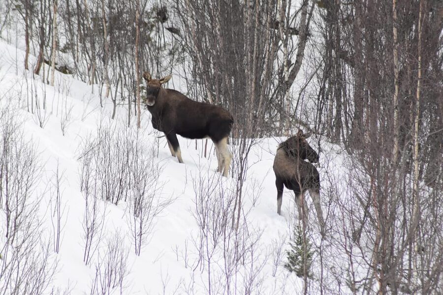 Abisko: Snowmobile Sightseeing Tour - Riding into Abisko Valley