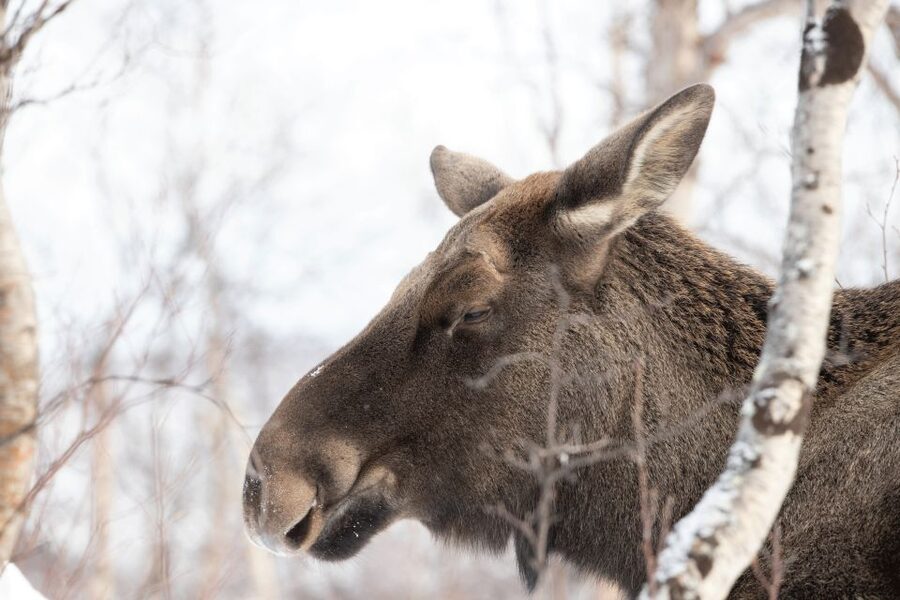Abisko: Wilderness Snowshoe Hike - Snowshoeing into Abisko’s quiet winter woods