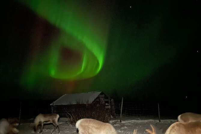 Arctic Adventure with Reindeer and Northern Lights Hunt 18:30 pm - Key details at a glance
