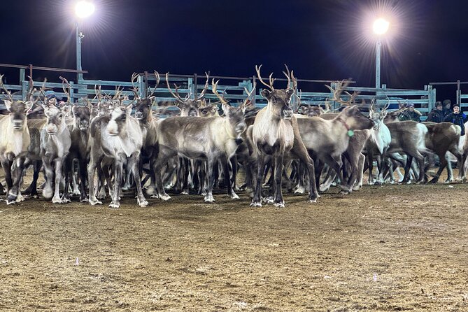 Arctic Adventure with Reindeer and Northern Lights Hunt 18:30 pm - Searching for the Northern Lights