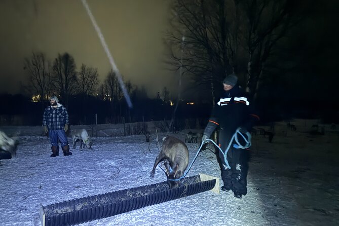 Arctic Adventure with Reindeer and Northern Lights Hunt 18:30 pm - Is $250 a fair price?
