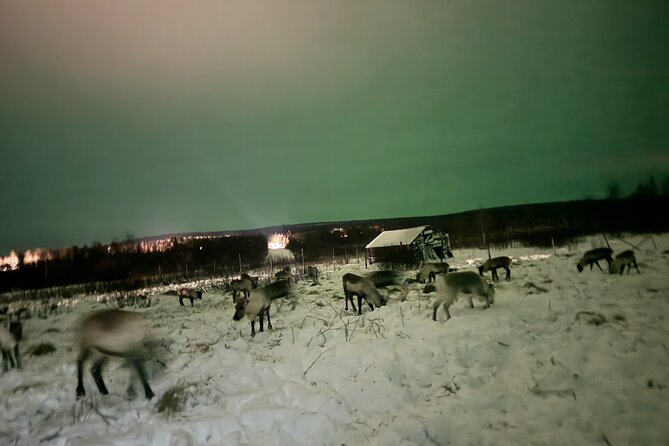 Arctic Adventure with Reindeer and Northern Lights Hunt 18:30 pm - Who should book this evening?