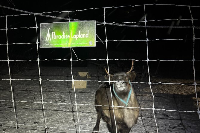 Arctic Adventure with Reindeer and Northern Lights Hunt 18:30 pm - A compact introduction to Sámi culture