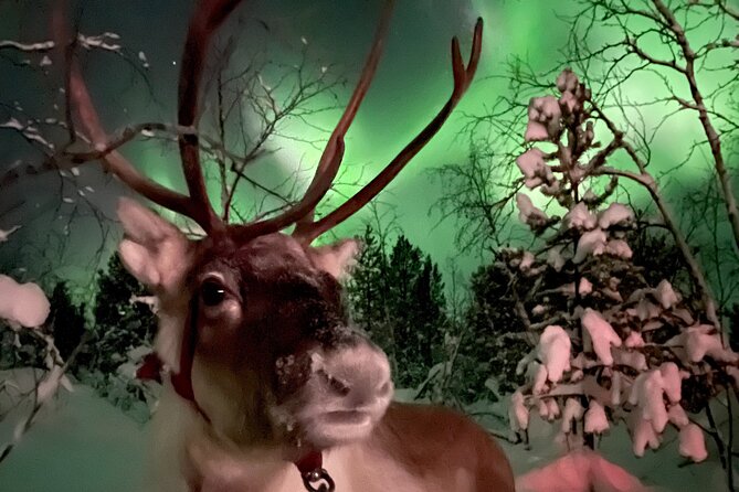 Aurora Hunting with Reindeer Caravan - Searching for the northern lights