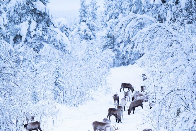Aurora Hunting with Reindeer Caravan - Who will enjoy this evening most