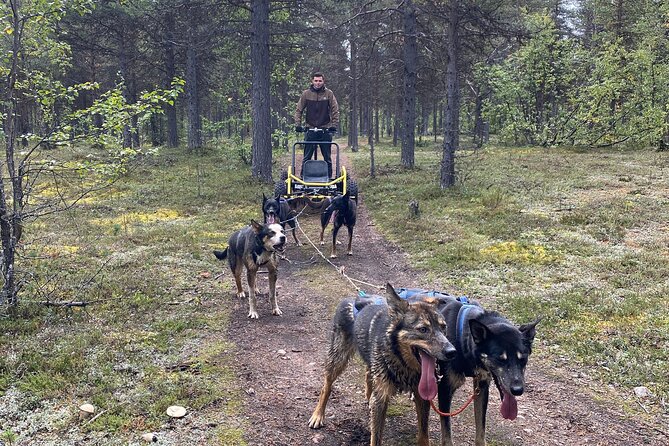 Autumn Husky Sit and Drive Cart Tour from Kiruna - Arriving at Husky Tours Lapland in Svappavaara