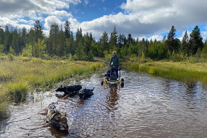 Autumn Husky Sit and Drive Cart Tour from Kiruna - Learning to handle the dogs and cart