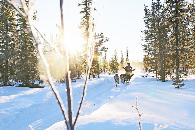 Dogsled Adventure Kiruna - Key things to know before you book
