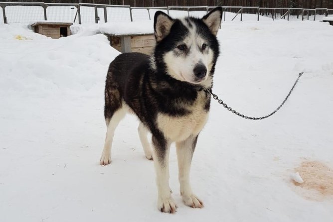 Dogsled Adventure Kiruna - Riding through the Kiruna winter