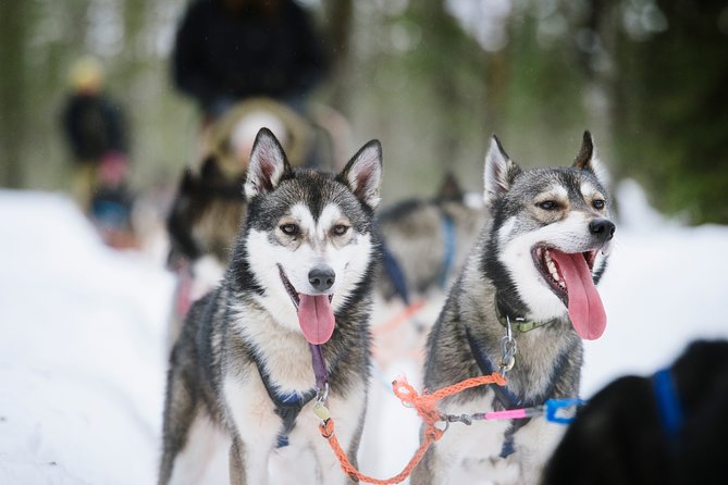 Dogsled Adventure Kiruna - Guides who add depth to the ride