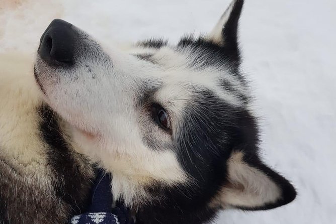 Dogsled Adventure Kiruna - Is $308.43 a fair price?