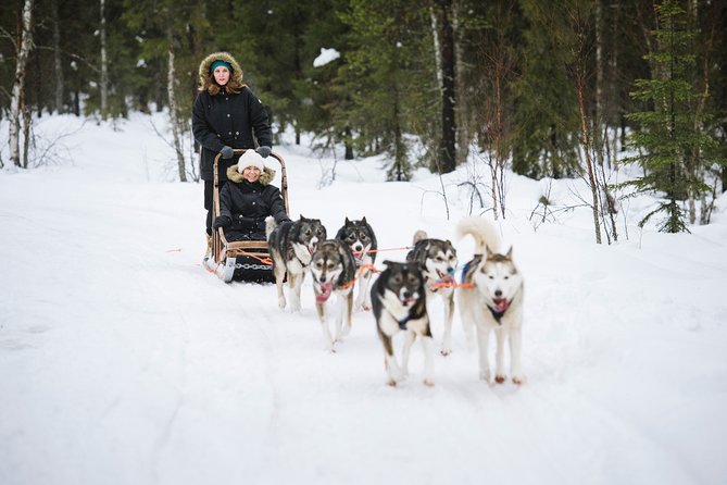 Dogsled Adventure Kiruna - Who should book this Kiruna dogsled adventure?