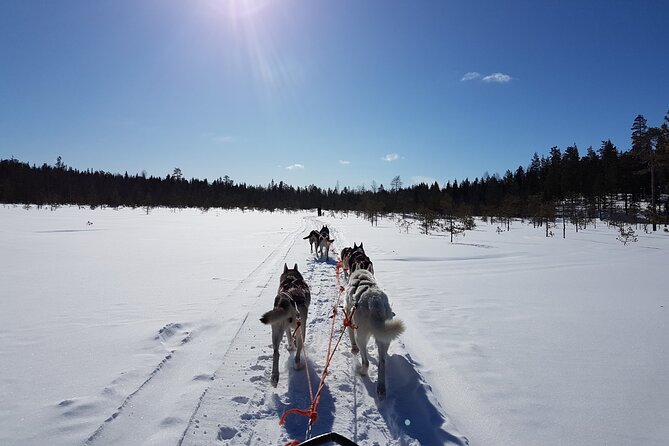 Dogsled Adventure Kiruna - Meeting the huskies before the sled moves