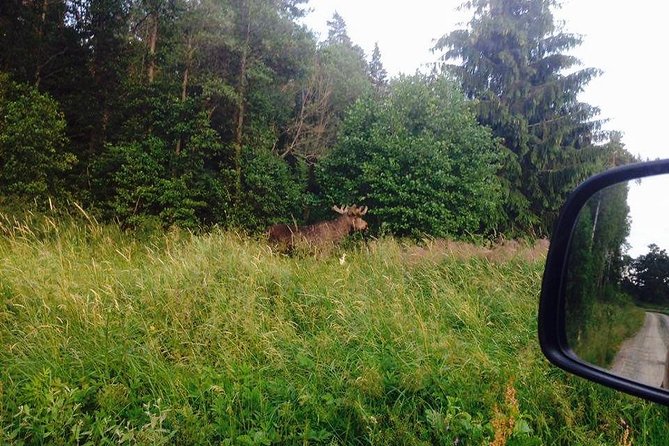 Evening Wildlife Safari from Stockholm - A Midsummer meal in an outdoor camp