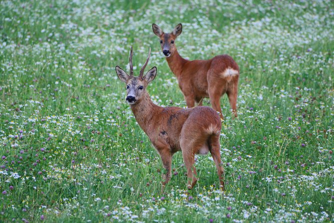 Evening Wildlife Safari from Stockholm - What the evening feels like in poor weather