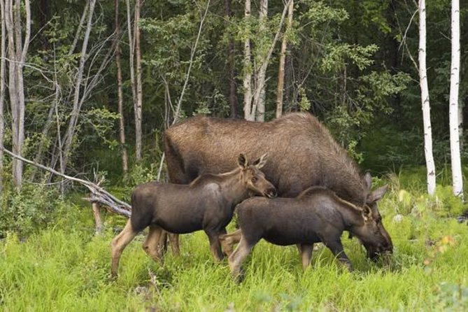 Evening Wildlife Safari from Stockholm - Toilets, walking, and other practical limits