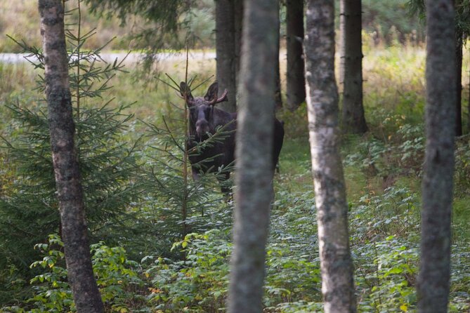 Evening Wildlife Safari Stockholm - What the five hours feel like