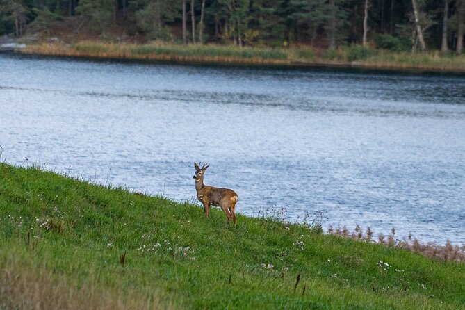 Evening Wildlife Safari with Campfire Dinner from Stockholm - Key points to know before booking