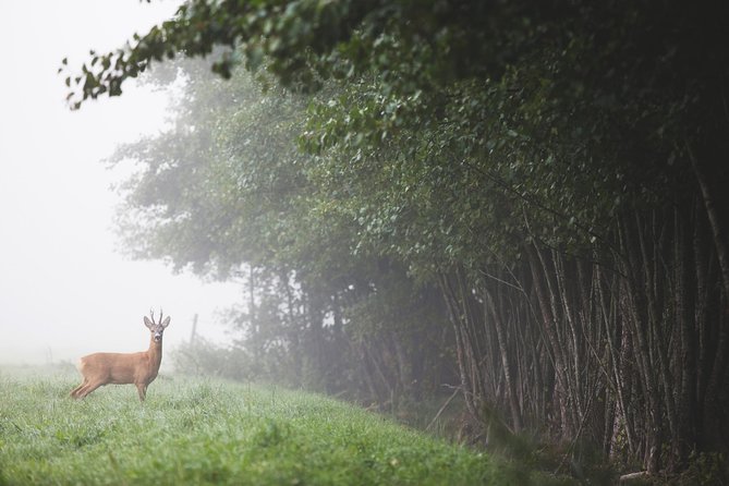 Evening Wildlife Safari with Campfire Dinner from Stockholm - What the guide adds to the outing