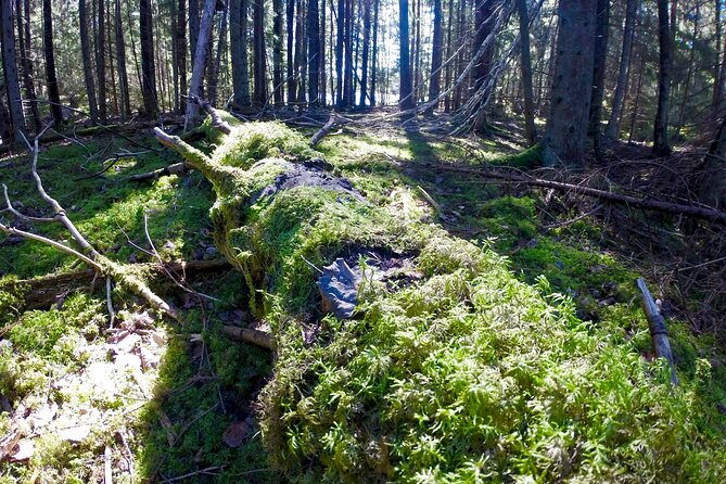 Evening Wildlife Safari with Campfire Dinner from Stockholm - How much wildlife might you see?