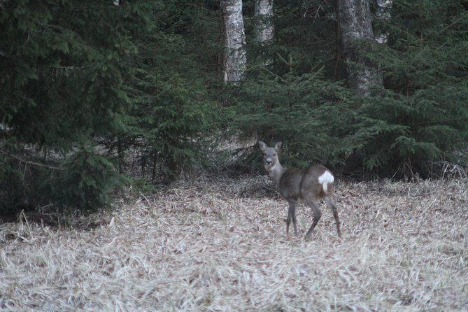 Evening Wildlife Safari with Campfire Dinner from Stockholm - What to bring and how to prepare