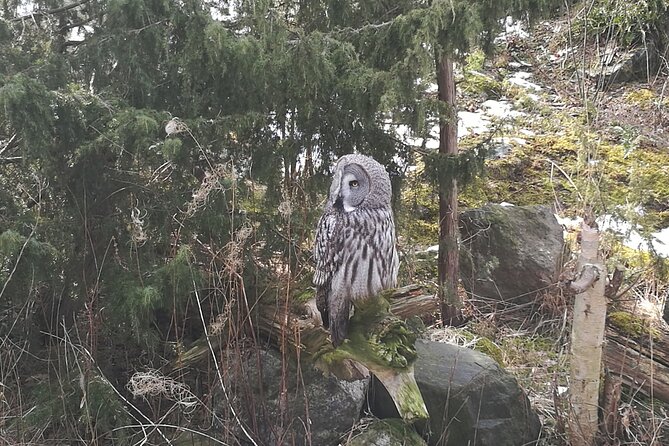 Evening Wildlife Safari with Campfire Dinner from Stockholm - The forest walk to the lake