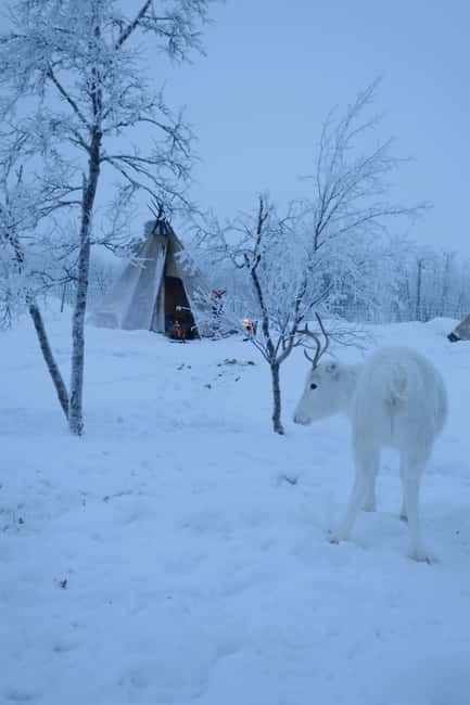 Experience the majestic Auroras Kiruna-Abisko & lodge dinner - Photos that preserve the evening