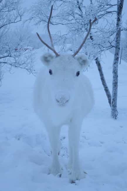 Experience the majestic Auroras Kiruna-Abisko & lodge dinner - The value of traveling toward Abisko