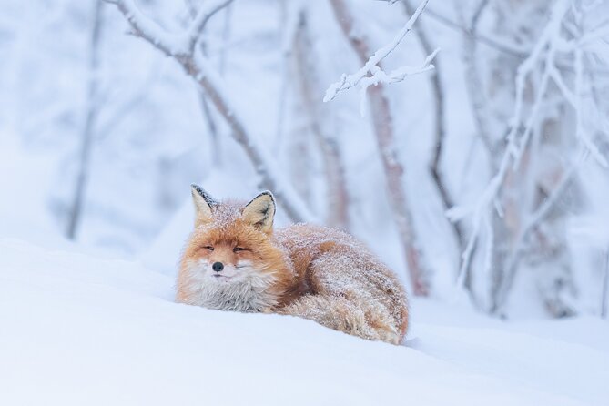 Explore the Norwegian Fjords and the Wildlife From Abisko - From Abisko to Norway in about 30 minutes