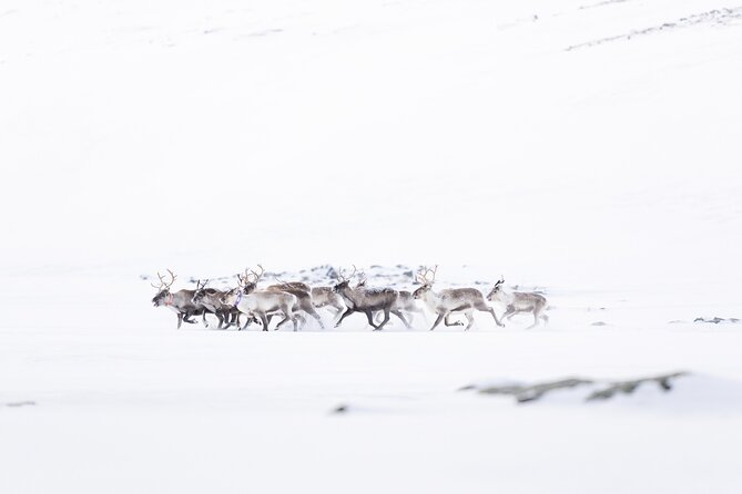 Explore the Norwegian Fjords and the Wildlife From Abisko - Scenic stops without the crowds