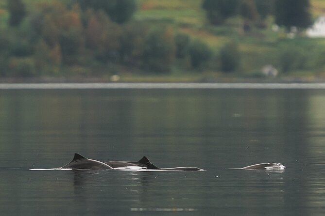 Explore the Norwegian Fjords and the Wildlife From Abisko - A guide who adds stories to the drive
