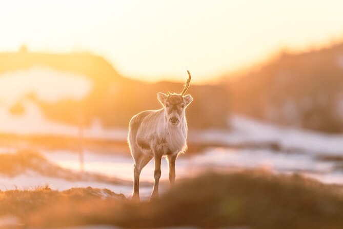 Explore the Norwegian Fjords and the Wildlife From Abisko - Why the flexible route matters