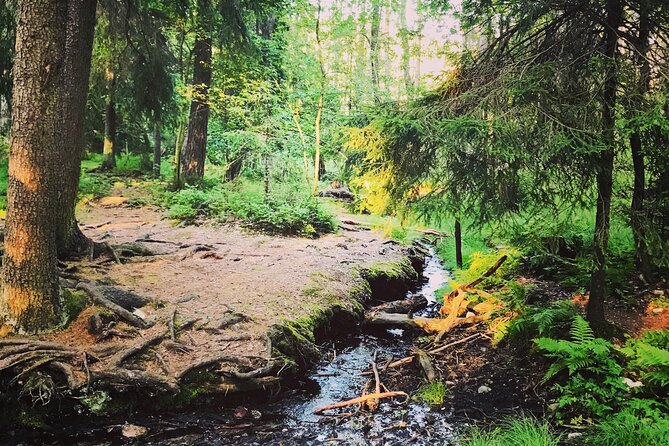 Forestbathing Slow Walking and Healing Spring Water, Stockholm - Who will enjoy this outing most