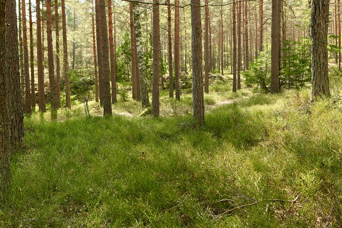 Forestbathing Slow Walking and Healing Spring Water, Stockholm - Should you book Forestbathing Slow Walking and Healing Spring Water?