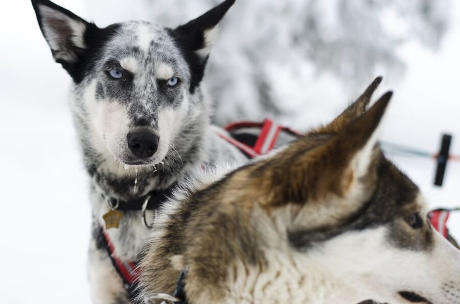 From Abisko: Dog Sledding Excursion to Kiruna with Fika - From Abisko to a Kiruna-area dog camp