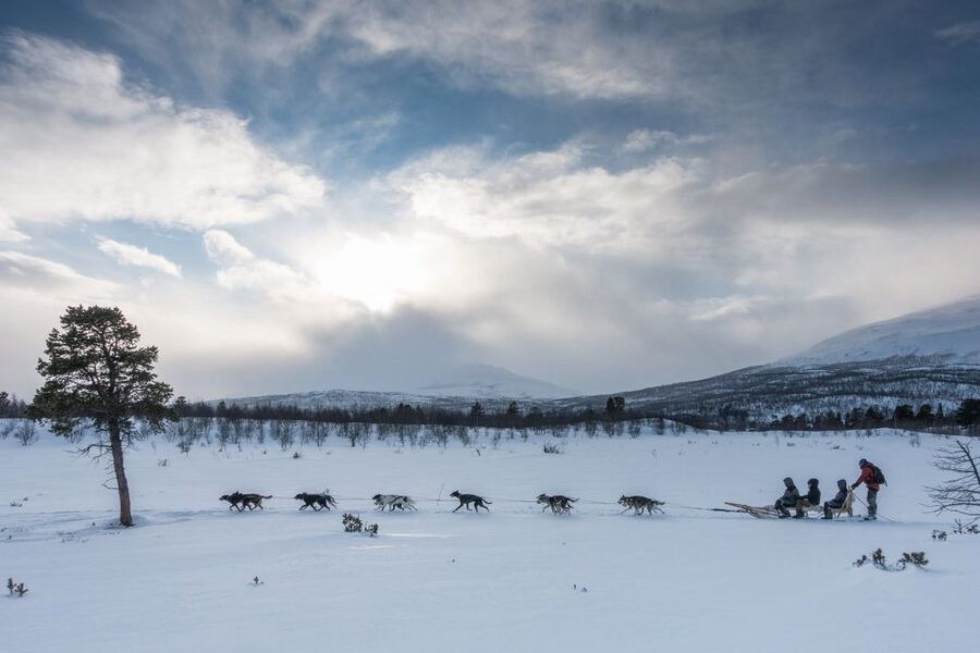 From Abisko: Dog Sledding Excursion to Kiruna with Fika - A 10 to 12 kilometer ride through Arctic country