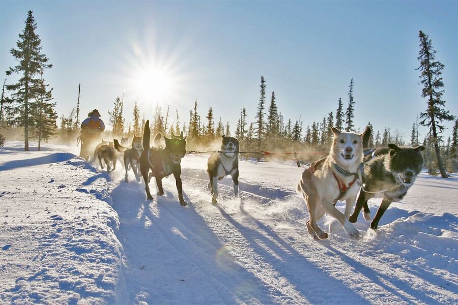 From Abisko: Dog Sledding Excursion to Kiruna with Fika - What the long transfer means for value
