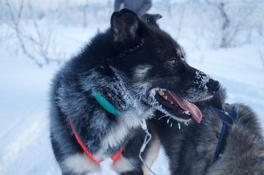 From Abisko: Dog Sledding Excursion to Kiruna with Fika - Should you book it?