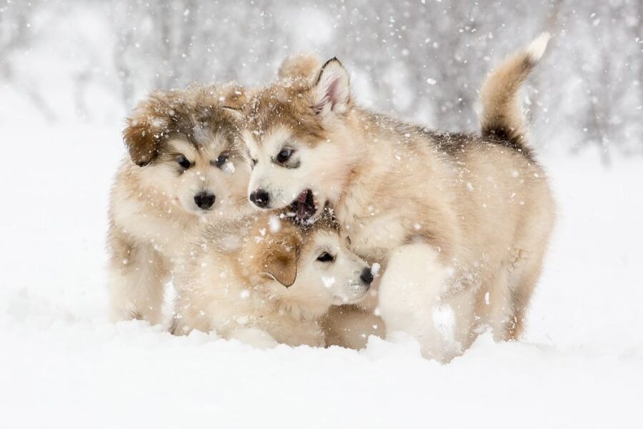 From Abisko: Dog Sledding Excursion to Kiruna with Fika - Meeting the dogs before the sled ride