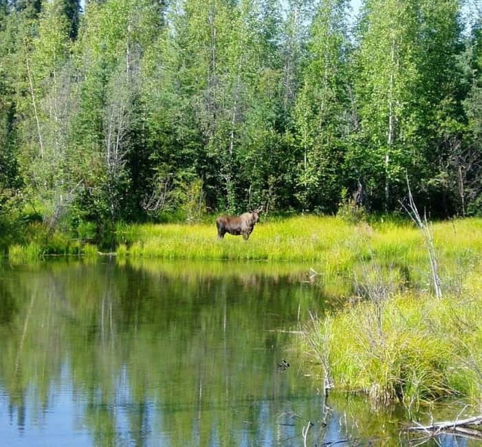 From Stockholm: Moose & Wildlife Safari with Campfire Dinner - From Stockholm streets to a Swedish forest