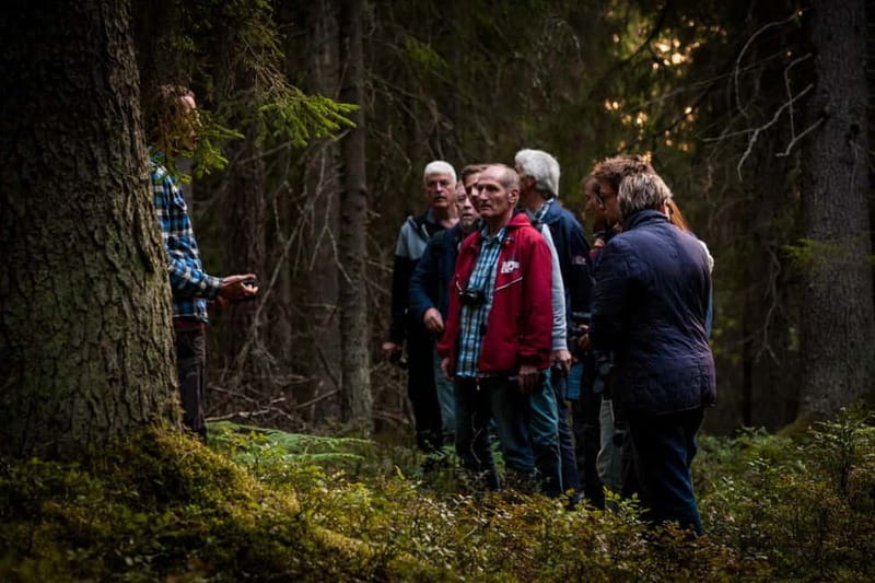 From Stockholm: Moose & Wildlife Safari with Campfire Dinner - The second half: a moving search for moose
