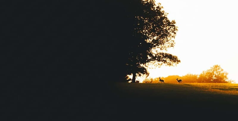 From Stockholm: Moose & Wildlife Safari with Campfire Dinner - Who will enjoy this most