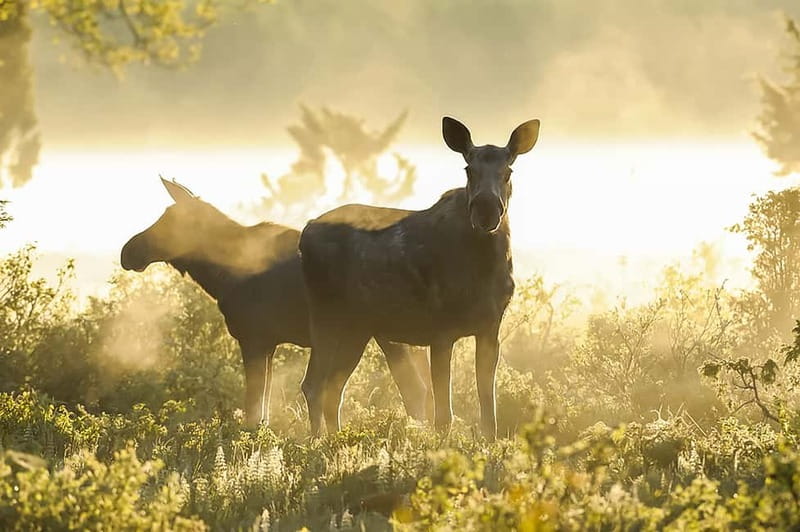 From Stockholm: Moose & Wildlife Safari with Campfire Dinner - Practical advice for a better evening