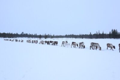 Full-Day Reindeer Tour with Pickup in Kiruna
