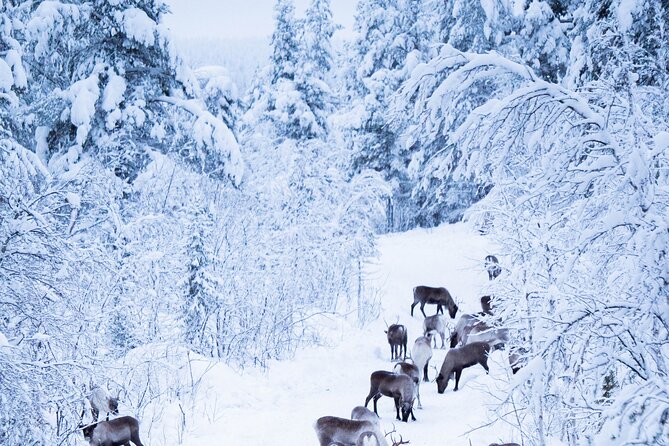 Full-Day Reindeer Tour with Pickup in Kiruna - The one-kilometer reindeer sled ride