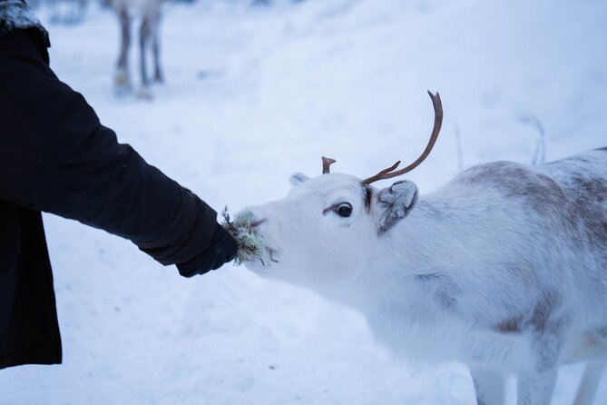 Full-Day Reindeer Tour with Pickup in Kiruna - Is $309.21 a fair price?
