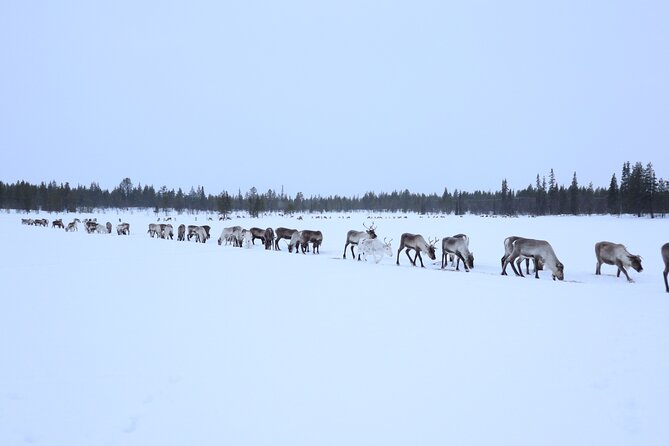 Full-Day Reindeer Tour with Pickup in Kiruna - Meeting the herd and feeding with lichen