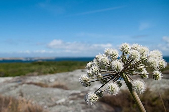 Guided boat tour to Vinga in Gothenburg - Why Vinga makes a good half-day from Gothenburg