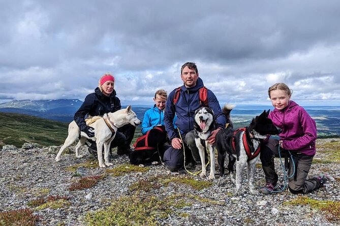 Half Day Guided Walk with Huskies - Starting in Ottsjö at 10:00